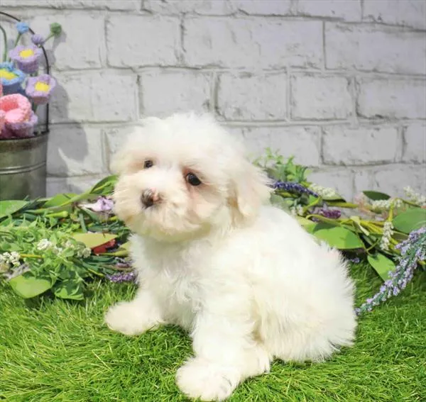 Female Maltese puppy for sale at Waggles-Ft. Myers.