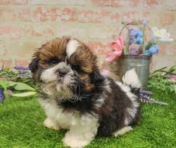 Male Shih Tzu puppy named Cosmo for sale at Waggles-Ft. Myers.