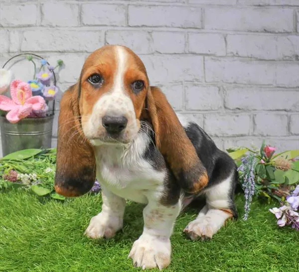 Male Basset Hound puppy for sale at Waggles-Ft. Myers.