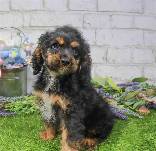 Female Hybrid puppy for sale at Waggles-Ft. Myers.