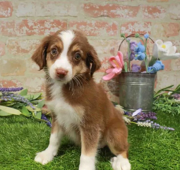 Female Mini Aussie puppy named Iris for sale at Waggles-Ft. Myers.