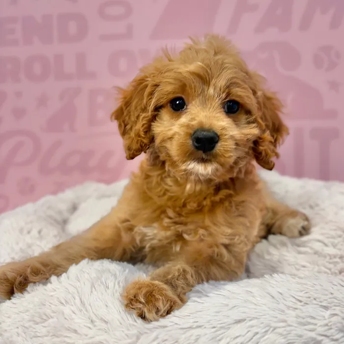 Male Cockapoo puppy named Teddy for sale at Waggles-Ft. Myers.
