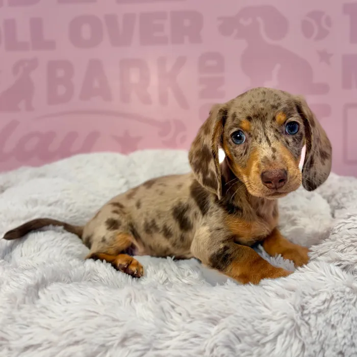 Male Dachshund puppy named Blaze for sale at Waggles-Ft. Myers.