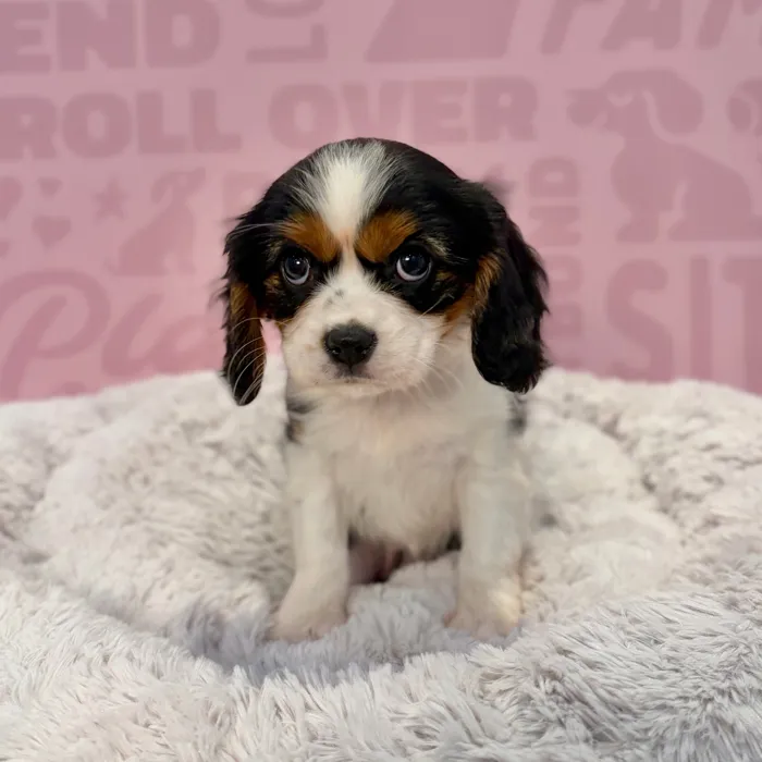 Female Cavalier King Charles Spaniel puppy named Jane for sale at Waggles-Ft. Myers.