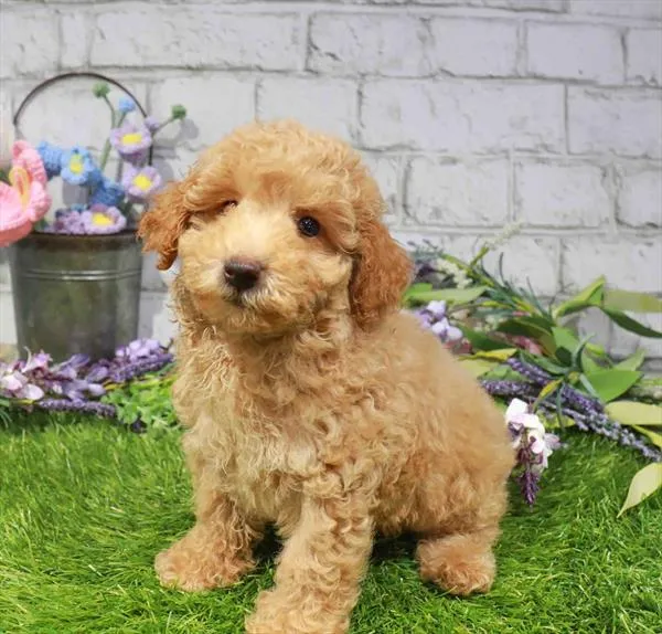 Male Mini Poodle puppy named Norris for sale at Waggles-Ft. Myers.