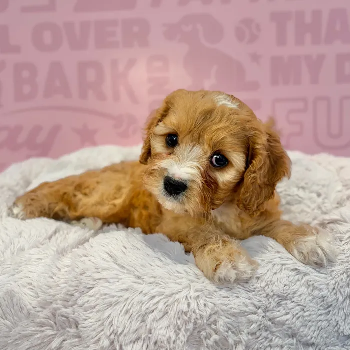 Female Cavachon puppy named Ruby for sale at Waggles-Ft. Myers.