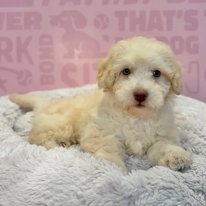 Female Bichapoo puppy named Shay for sale at Waggles-Ft. Myers.