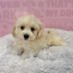 Male Maltipoo puppy named Gideon for sale at Waggles-Ft. Myers.