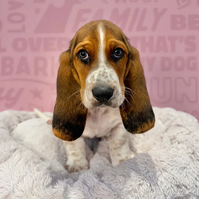 Male Basset Hound puppy named Earl for sale at Waggles-Ft. Myers.