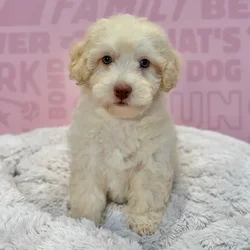 Female Bichapoo puppy named Shay for sale at Waggles-Ft. Myers.