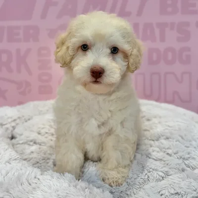 Female Bichapoo puppy named Shay for sale at Waggles-Ft. Myers.