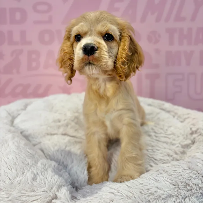 Female Cocker Spaniel puppy named Honey for sale at Waggles-Ft. Myers.