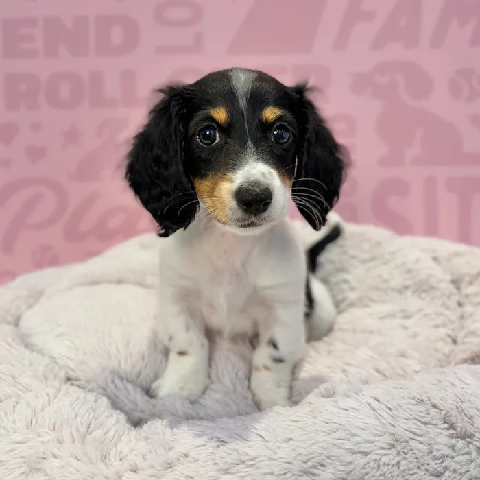 Female Dachshund puppy named Cookie for sale at Waggles-Ft. Myers.