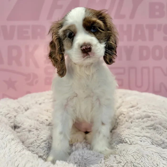 Female Cocker Spaniel puppy named Charlotte for sale at Waggles-Ft. Myers.