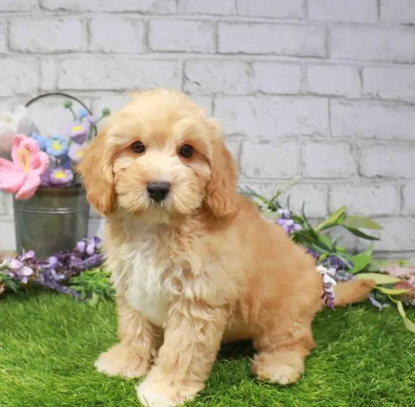 Male Mini Goldendoodle 2Nd Gen puppy named Sonny for sale at Waggles-Ft. Myers.