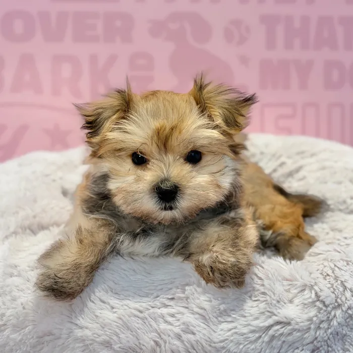 Male Morkie puppy named Captain for sale at Waggles-Ft. Myers.