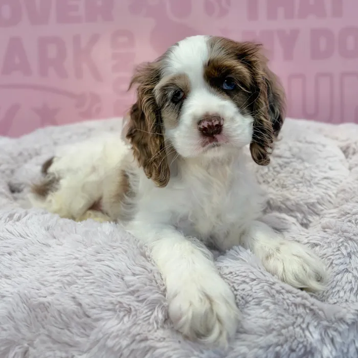 Female Cocker Spaniel puppy named Charlotte for sale at Waggles-Ft. Myers.