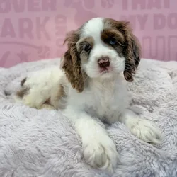 Female Cocker Spaniel puppy named Charlotte for sale at Waggles-Ft. Myers.
