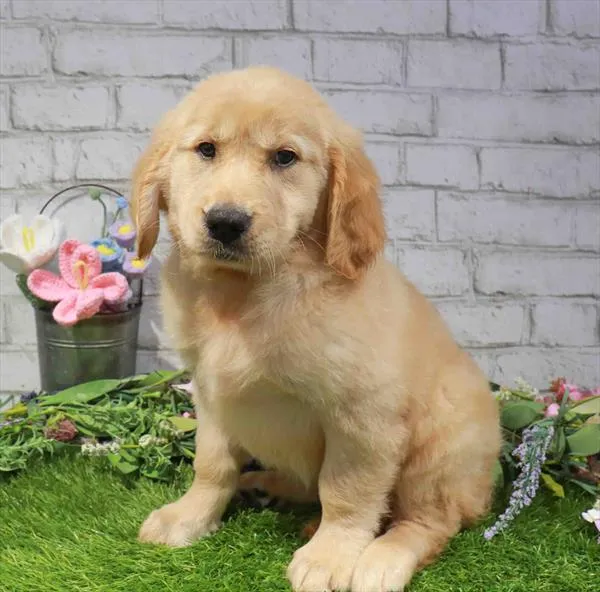 Female Golden Retriever puppy for sale at Waggles-Ft. Myers.