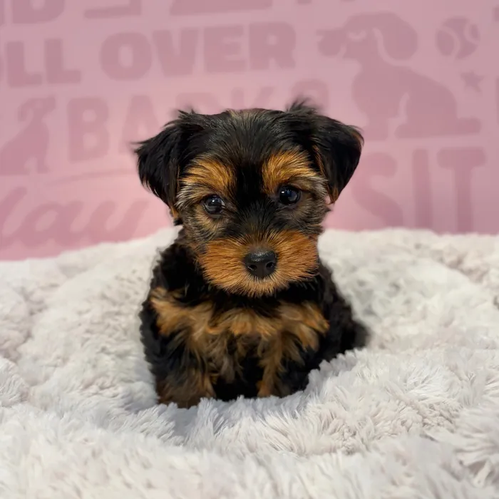 Female Yorkie puppy named Marilyn for sale at Waggles-Ft. Myers.
