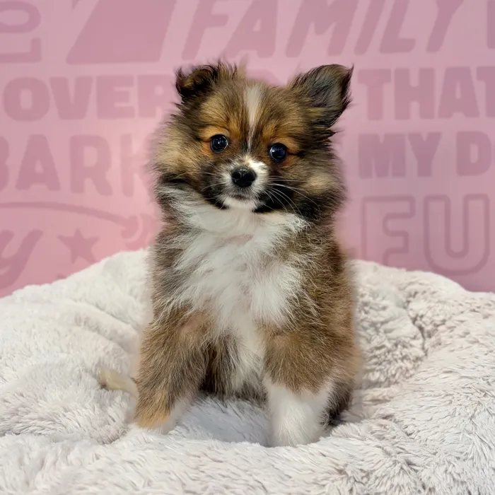 Female Pomeranian puppy named Sierra for sale at Waggles-Ft. Myers.