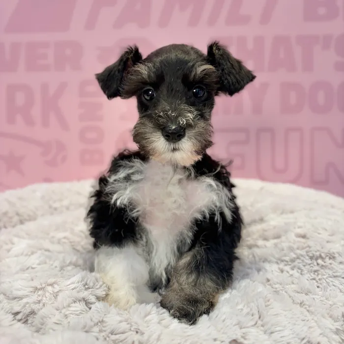 Male Mini Schnauzer puppy named Jack for sale at Waggles-Ft. Myers.