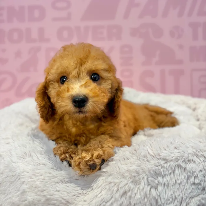 Female Maltipoo puppy named Shirley for sale at Waggles-Ft. Myers.