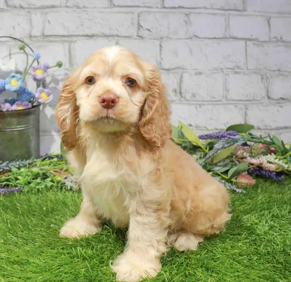 Male Cocker Spaniel puppy for sale at Waggles-Ft. Myers.