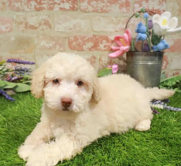 Female Bichapoo puppy named Shay for sale at Waggles-Ft. Myers.