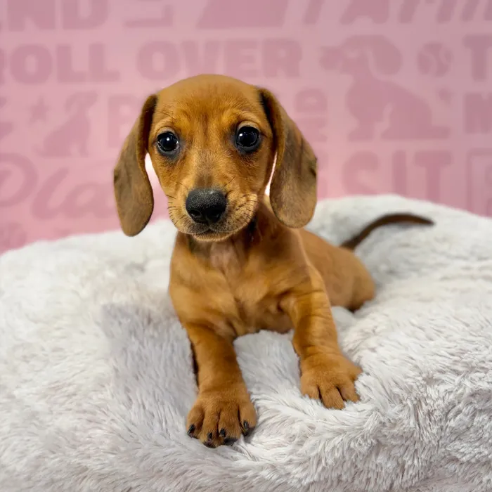 Male Dachshund puppy named Vinny for sale at Waggles-Ft. Myers.