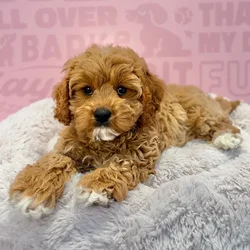 Female Cavapoo puppy named Peach for sale at Waggles-Ft. Myers.