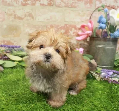 Male Morkie puppy named Captain for sale at Waggles-Ft. Myers.