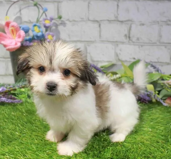 Female Teddy Bear puppy named Dixie for sale at Waggles-Ft. Myers.