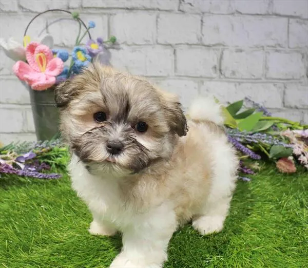 Female Malshi puppy for sale at Waggles-Ft. Myers.