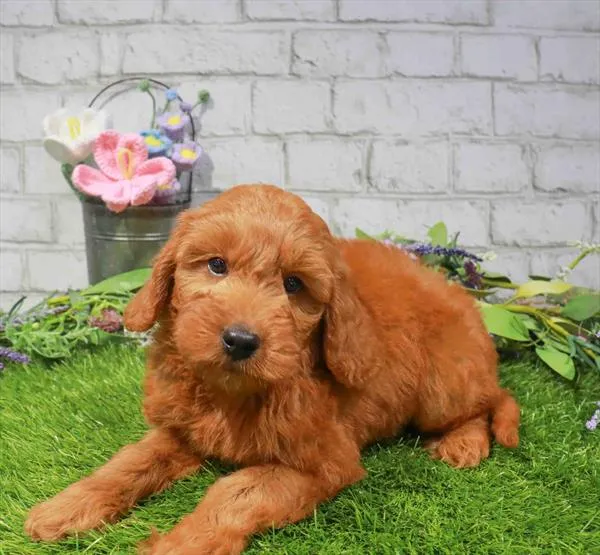 Male Hybrid puppy for sale at Waggles-Ft. Myers.