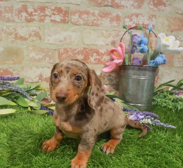 Female Dachshund puppy named Sasha for sale at Waggles-Ft. Myers.