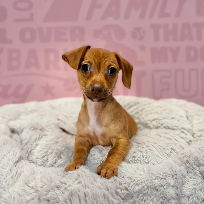 Female Chiweenie puppy named Poppy for sale at Waggles-Ft. Myers.