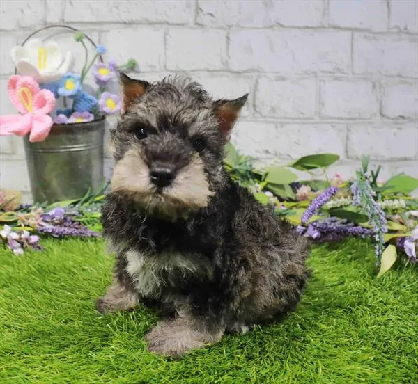 Male Mini Schnauzer puppy for sale at Waggles-Ft. Myers.