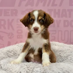 Female Mini Aussie puppy named Iris for sale at Waggles-Ft. Myers.