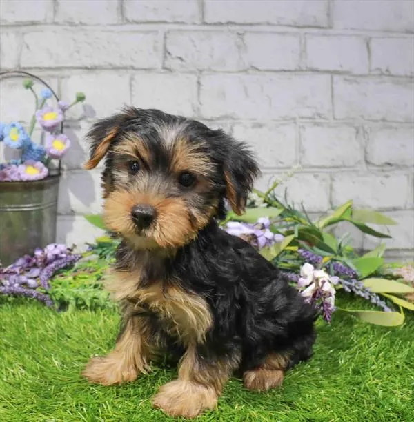 Female Yorkie puppy named Mindy for sale at Waggles-Ft. Myers.