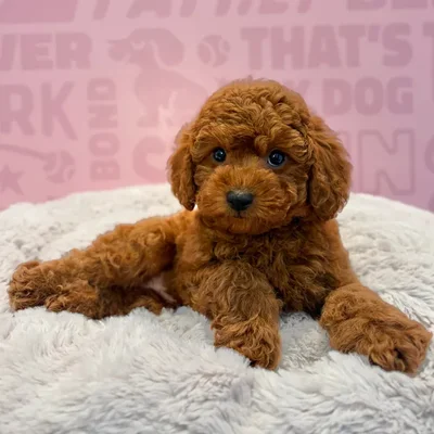 Male Mini Poodle puppy named Jasper for sale at Waggles-Ft. Myers.