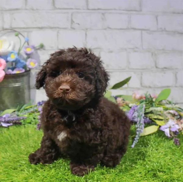 Male Schnoodle puppy named Chester for sale at Waggles-Ft. Myers.