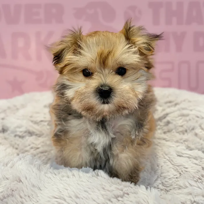 Male Morkie puppy named Captain for sale at Waggles-Ft. Myers.