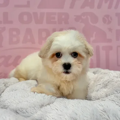 Male Teddy Bear puppy named Spencer for sale at Waggles-Ft. Myers.