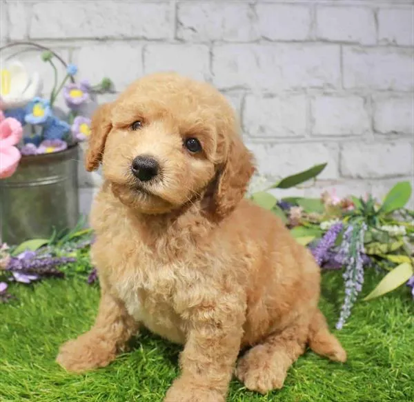 Male Mini Goldendoodle 2Nd Gen puppy for sale at Waggles-Ft. Myers.