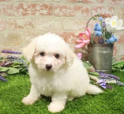 Female Bichon puppy named Hannah for sale at Waggles-Ft. Myers.