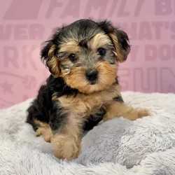 Female Yorkie-Poo puppy named Bella for sale at Waggles-Ft. Myers.