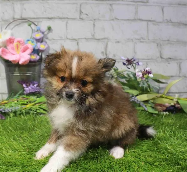 Female Pomeranian puppy for sale at Waggles-Ft. Myers.
