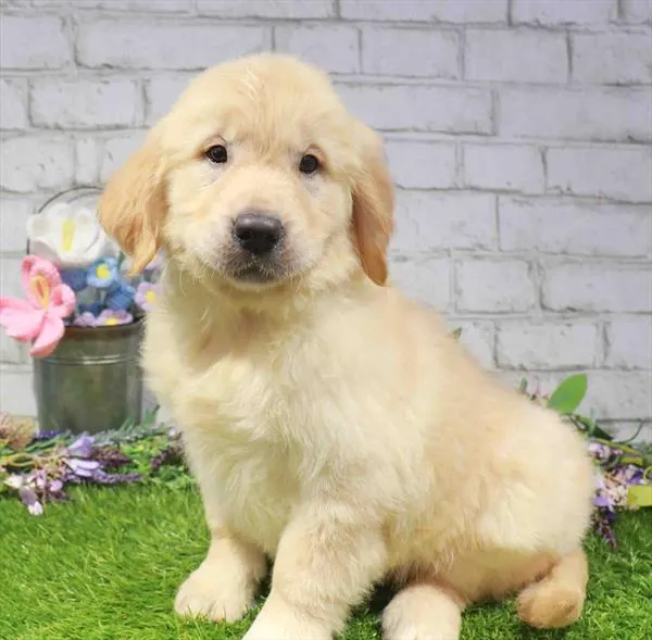 Female Golden Retriever puppy for sale at Waggles-Ft. Myers.