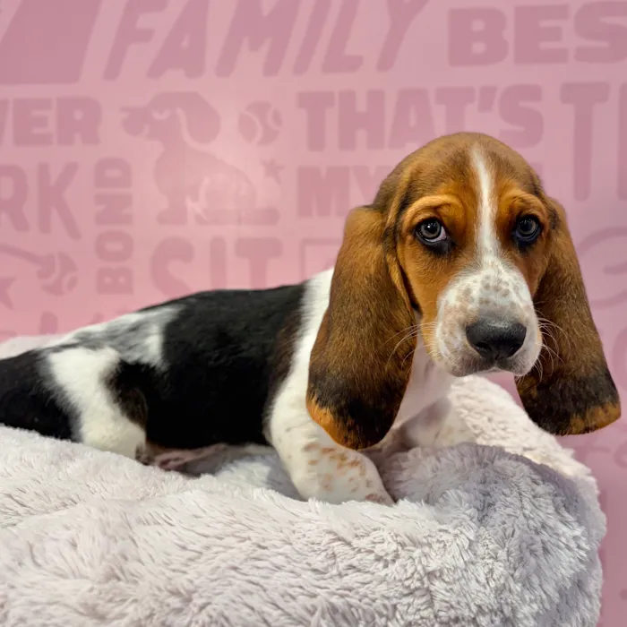 Male Basset Hound puppy named Earl for sale at Waggles-Ft. Myers.